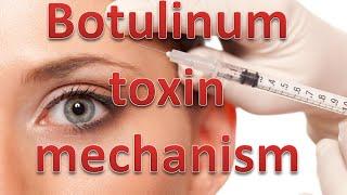 Botulinum toxin mechanism