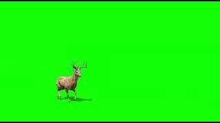 Deer (animals )Green Screen Video | Effects Market App