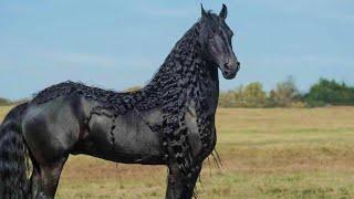 Top 5 Most Beautiful Horse Breeds in the World