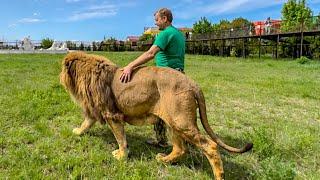 Это удивительное зрелице как ЧЕЛОВЕК-ЛЕВ ведет ГЛАВНОГО-ЛЬВА по саване!!!