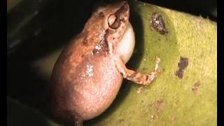 Antillen-Pfeiffrosch Eleutherodactylus johnstonei