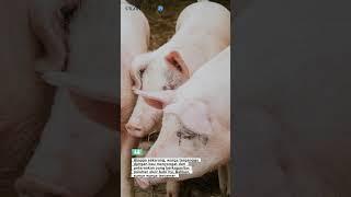 Gerah Aroma Peternakan Babi, Warga di Sukoharjo Mengadu ke DPRD