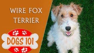 Dogs 101 - Wire Fox Terrier - Top Dog Facts About the Wire Fox Terrier