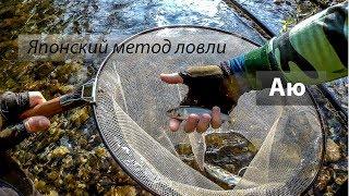 Реки 大甲溪, 油罗溪. Ловля японской корюшки Аю (香魚) на горных реках. 2017/05