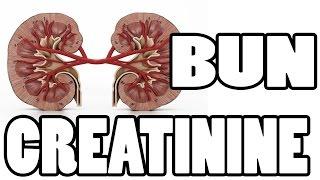  What is BUN and Creatinine - Kidney Function Test 