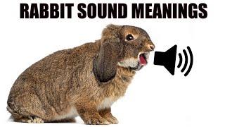 13 צלילים ארנבים עושים ולמה הם מתכוונים