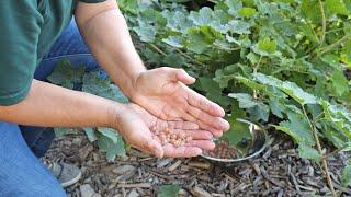 Ten Types of Berries That Can Grow in Utah Zone 6