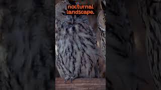 The Marvelous Night Vision of Owls | The Wild Animal Facts