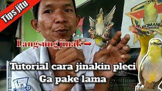 cara jitu jinakin pleci - tutorial langsung