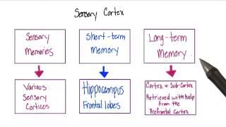 Sensory cortex - Intro to Psychology