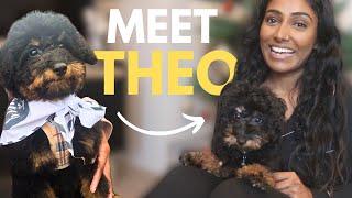 I got a PUPPY TOY POODLE and he CHANGED MY LIFE!! 