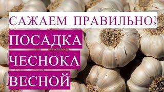 Как Посадить Чеснок Правильно! Посадка Чеснока Весной.