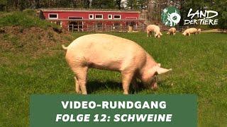 Land der Tiere-Video-Rundgang – Folge 12: Bei den Schweinen 