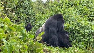 Mountain Gorillas mating in the wild - Rwanda