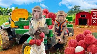 Bim Bim monkey family happily harvests lychees