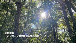 逐鹿雲森。。上山，用一片葉子秤出生活的重量