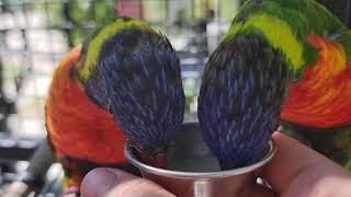 Lorikeet feeding