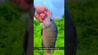 Tilapia on float fishing #tilapia #tilapiafish #floatfishing #mumbaifishing #shorts