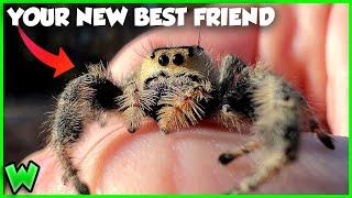 America’s Largest Jumping Spider is on Another Level