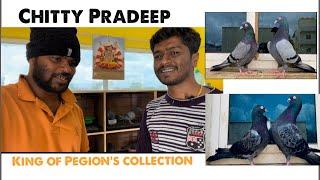 Chitty Pradeep ( king of pigeons Collection)￼