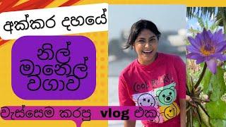 වැස්සෙම කරපු අක්කර  10 නිල් මානෙල් වගාවේ vlog එක.