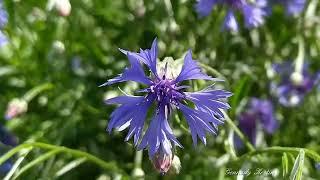 Cornflowers under the blue sky  (2hours)