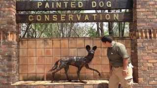 Painted Dog Conservation - Wild Side Throwback