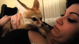 Cuddling with a Cute Fennec Fox