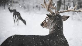 Santa’s Newest Helper! A Baby Reindeer’s Christmas Journey