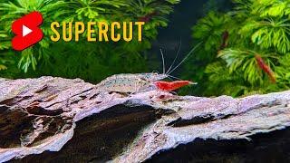 Easily Care For Neocaridina Shrimp & Amano Shrimp - Here's How!