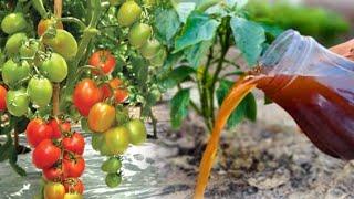 How to Make Homemade Liquid Organic Fertilizer to Stimulate Plants