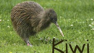 Kiwi Bird 4K