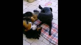  OMG! Diese zwei Hunde spielen sooo süß! 