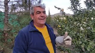 Poda de limonero para vuestro huerto o jardín.