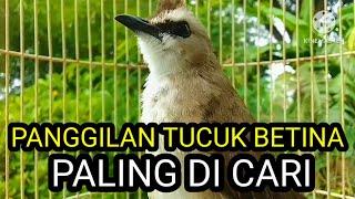 Suara burung trucuk betina memanggil Jantan Pancingan Ampuh trucukan gacor agar bunyi