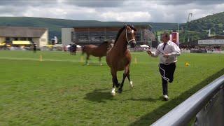 Cobiau Cymreig - Eboles 3 mlwydd | Welsh Cobs - Filly 3 yr old