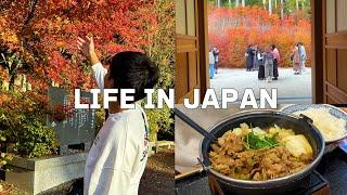 [Vlog] Daily Life in Japan  The bright red autumn leaves were breathtaking!