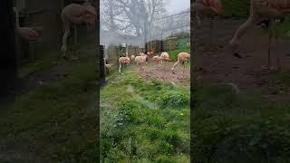 pink flamingo in the zoo #shortvideo @ms.magayonintheuk.