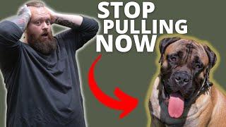 HOW TO STOP BULLMASTIFF FROM PULLING