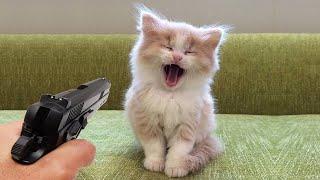 Hilarious Dogs and Catss  Funniest Animals 2024  Part 31