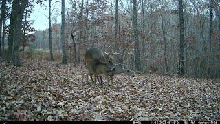 Buck mating Doe  in Soddy Daisy, Tennessee (another deer watches from the woods)