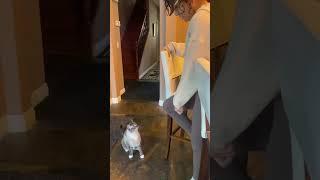 Cat Attacks Cute Owner (Mahra Peterkin) #funnycats