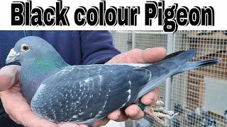 Best racing pigeon | taiwan racing pigeon 2021| taiwan racing pigeon champion