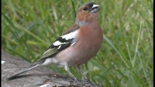 Pinson des arbres - Common Chaffinch - Buchfink (Fringilla coelebs )