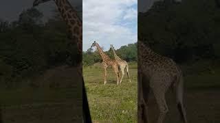 Giraffe  play