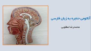 آناتومی سر و گردن - آناتومی حنجره (لارنکس) به زبان فارسی