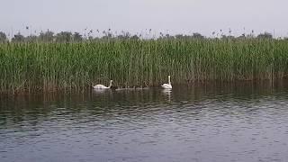 Familie de lebede cu 7 pui in Delta Dunarii, Ciprian Safca. Swans with seven cignets in Danube Delta