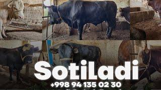 6 ta buqalarni SOTDIM #buqalar #cow #mol #animals #gereford #angus #gibrid #navvos #myhobby #bull