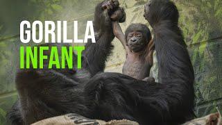 Critically Endangered Gorilla Born at London Zoo
