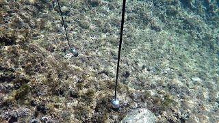 How To Improve Recording Technique With Hydrophones in the sea